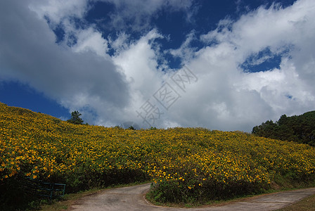 树木金刚石 墨西哥Turnesol 墨西哥向日葵菊花环境荒野照片旅行黄色天空花园爬坡绿色图片