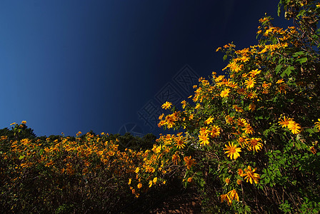 树木金刚石 墨西哥Turnesol 墨西哥向日葵菊花环境蓝色旅行荒野绿色爬坡天空照片黄色图片