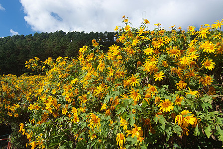 树木金刚石 墨西哥Turnesol 墨西哥向日葵绿色爬坡场地照片旅行天空环境菊花荒野黄色图片