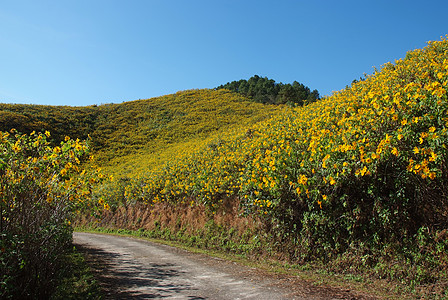 树木金刚石 墨西哥Turnesol 墨西哥向日葵蓝色天空黄色花园环境绿色荒野照片菊花旅行图片
