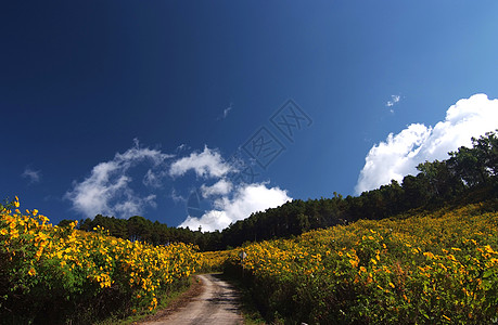 树木金刚石 墨西哥Turnesol 墨西哥向日葵荒野旅行黄色爬坡场地照片菊花花园绿色天空图片