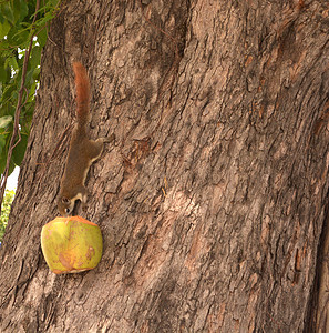 在树上用椰子吃食物的松鼠尾巴头发野生动物树干荒野眼睛好奇心生活花园坚果背景图片