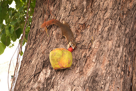在树上用椰子吃食物的松鼠荒野公园花园鼻子脊椎动物头发坚果眼睛森林好奇心背景图片