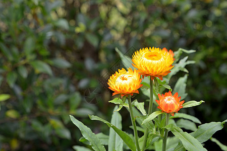 稻草花或永恒或纸雏菊花蜡菊橙子花园稻草植物树木花束雏菊生长草花图片