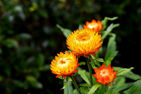 稻草花或永恒或纸雏菊花蜡菊植物花瓣花束雏菊树木橙子场地草花花园图片