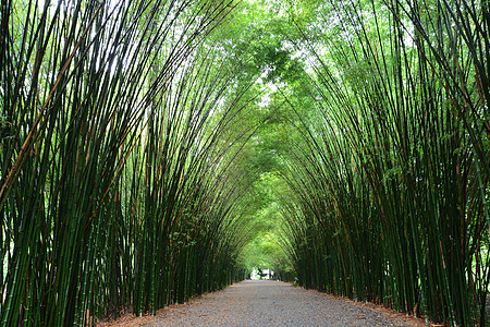 竹木隧道和人行道地标木头环境寺庙竹子旅行晴天风景花园丛林图片
