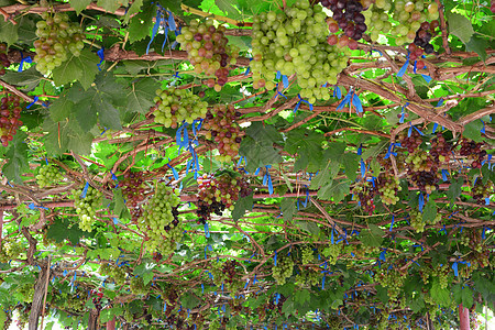 葡萄园中的葡萄 有黑色的椰枣树食物葡萄藤蔓水果甜点叶子酒厂季节生长收成图片