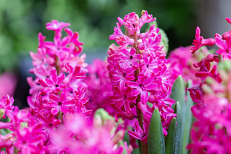 在阳光明媚的夏日或春日 花朵在花园装饰晴天蓝色紫色植物学房子场地植物群日落童年农村图片