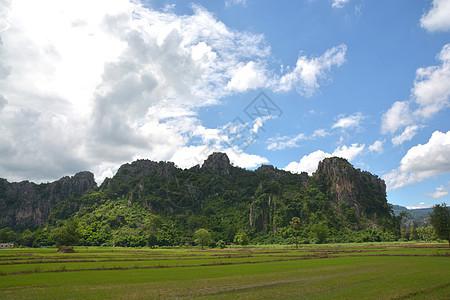 有山地背景的稻米田图片