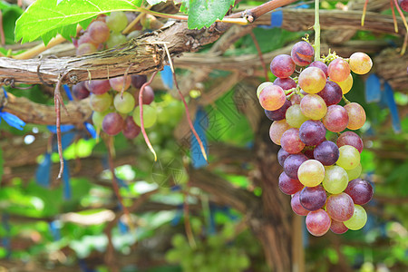 葡萄园中的葡萄 有黑色的椰枣树栽培农场叶子葡萄食物收成国家生长酒厂甜点图片