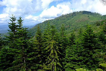 山中阴云碧丽的蓝天下的松林日志生态爬坡国家旅行树枝蓝色植物森林边缘背景图片