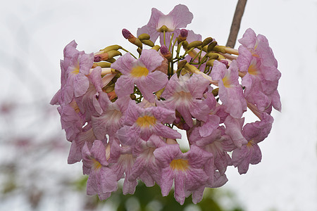 Tabebuia 异血杆菌(树)图片