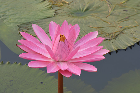 美丽的粉红色热带水百合或池塘中的莲花花荷花叶子植物群花瓣植物热带紫色植物学花园睡莲图片