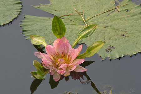 一朵美丽的老玫瑰水百合花 或池塘中的莲花花花园老玫瑰植物热带植物群反射百合花瓣星状叶子图片
