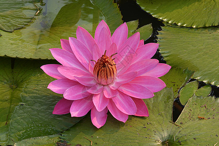 美丽的粉红色热带水百合或池塘中的莲花花荷花叶子蓝色冥想植物紫色花瓣睡莲花园植物学图片