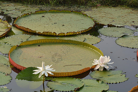 美丽的白色热带水百合或池塘中的莲花花蓝色叶子睡莲植物群热带花园紫色植物学冥想植物图片