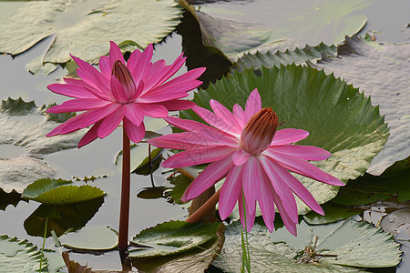 美丽的粉红色热带水百合或池塘中的莲花花睡莲叶子紫色热带植物群花园花瓣荷花植物学植物图片