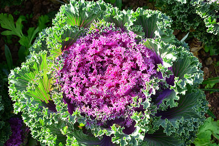 卷心菜装饰品叶子生长农业蔬菜食物季节紫色宏观花园玫瑰图片