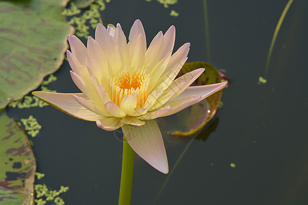 美丽的哈迪水百合或池塘中的莲花花植物热带花瓣环境宏观气候花园荷花紫色植物学图片