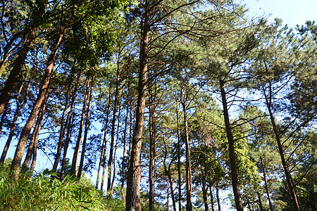 Pinanceae平原家庭是森林中的树木松果树叶植物针叶树森林树干针叶分支机构种植绿色植物图片