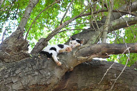 猫睡在树上图片