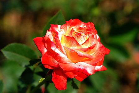 红玫瑰树叶花束植物群衬套园艺花粉花瓣公园香气花园图片