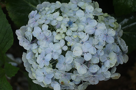 八仙花属紫色花开花的细节 八仙花属淡蓝色花丛的特写镜头 巴厘岛的 印度尼西亚发现蓝色霍滕西亚花桌子卡片季节衬套礼物叶子绣球花热带图片