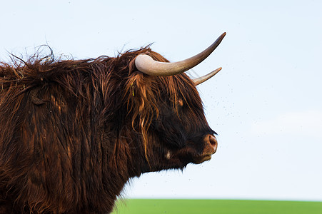 苏格兰高地牛群在春天站在草原上奶牛农村野生动物哺乳动物场地牛肉荒野喇叭家畜毛皮图片