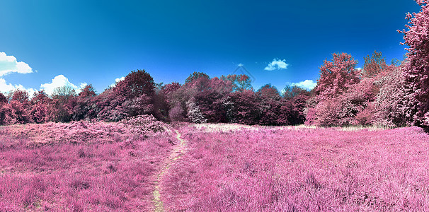 美丽而多彩的幻想风景 在亚裔紫色红皮肤中景观旅行场地森林全景季节公园蓝色小路木头图片