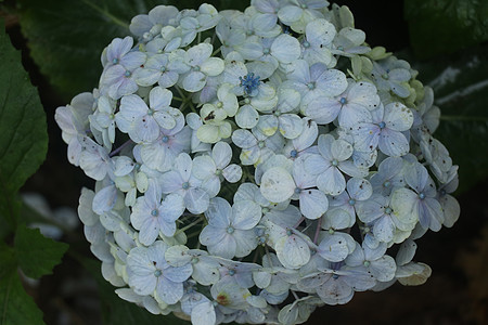 八仙花属紫色花开花的细节 八仙花属淡蓝色花丛的特写镜头 巴厘岛的 印度尼西亚发现蓝色霍滕西亚花植物植物学绣球花季节卡片热带植物群图片