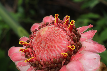 特写花的颜色在自然界中是红色的 盛开的菲律宾蜡花印度尼西亚高姜 背景模糊的红姜百合雨林野姜植物学叶子花园生长植物异国火炬荒野图片