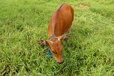 站立在与高草的绿色领域的棕色母牛 小母牛环顾四周 肉牛用蓝色绳子拴着 牛在长满草的草地上吃草 您的项目的自然背景 印度尼西亚巴厘图片