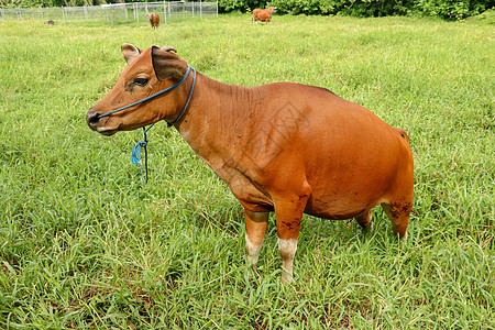 站立在与高草的绿色领域的棕色母牛 年轻的小母牛看着镜头 肉牛用蓝色绳子拴着 牛在长满草的草地上吃草 巴厘岛 印度尼西亚农场女性眼图片