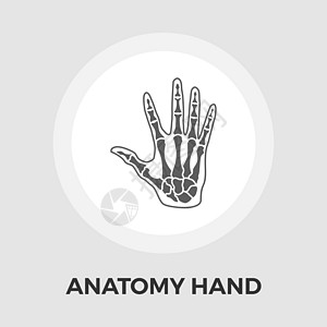 解剖手矢量平面 Ico腕骨教育插图医疗骨骼艺术保健黑色生物学死亡图片