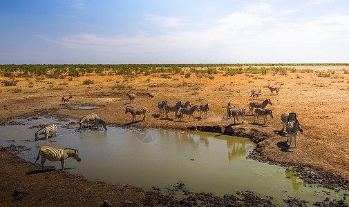 纳米比亚Etosha国家公园斑马和折质动物畜群饮用水图片