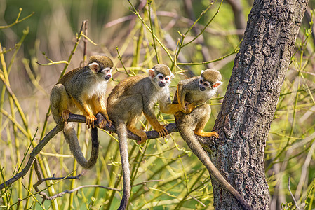 树枝上常见的松鼠猴子灵长类荒野幸福哺乳动物毛皮丛林野生动物热带蟹科新世界图片