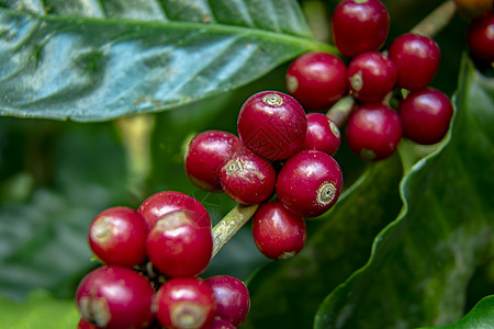 在泰国北部树上熟熟的咖啡豆 新鲜咖啡浆果饮料培育生产收获生态农民叶子水果衬套图片