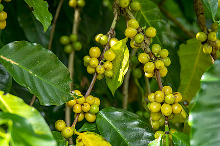 在泰国北部树上熟熟的咖啡豆 新鲜咖啡收成热带农民饮料农业种植园生产收获衬套培育图片