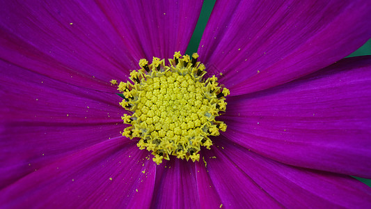 特写紫花的近端选择焦点雌蕊花园园艺美丽花瓣植物花粉紫色蓝色植物群图片