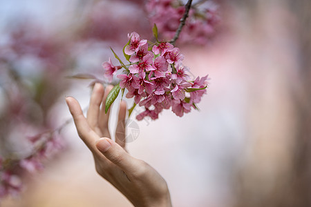 女人触摸美丽的粉红樱花花花(Thai Sakura)图片