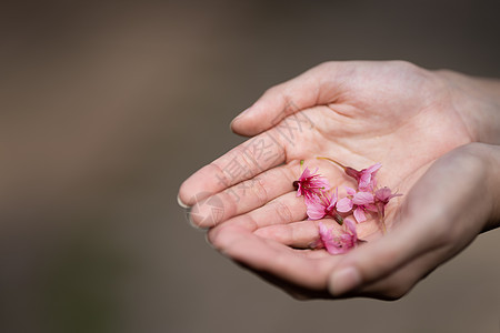 妇女手中的粉红樱花花花图片