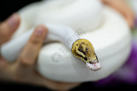 手握白蛇的美丽肖像图片