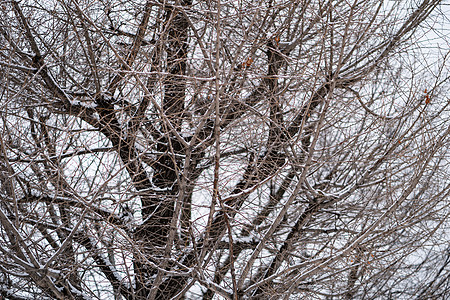 雪地里的一棵无叶树图片
