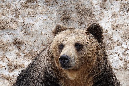 日本北海道Noboribetsu熊公园的熊危险熊场旅行旅游森林生活捕食者公园毛皮荒野图片