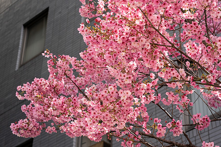 粉红色樱桃日本樱花盛开花园植物学压痛美丽植物投标植物群柔软度花瓣文化图片