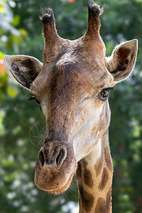 长颈鹿关于绿色自然背景的肖像眼睛哺乳动物大草原毛皮棕色皮肤荒野生命动物耳朵图片