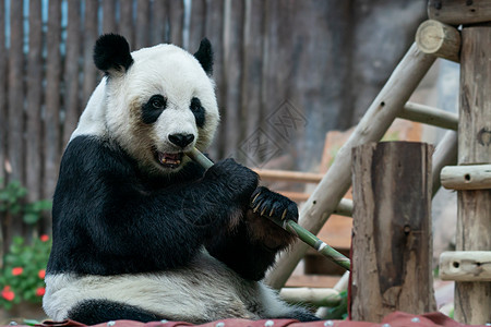 大熊猫在公园里吃竹子熊猫树木丛林环境热带濒危栖息地森林危害哺乳动物图片