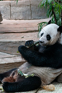 大熊猫在公园里吃竹子树木衬套热带森林荒野毛皮牙齿食物旅行丛林图片