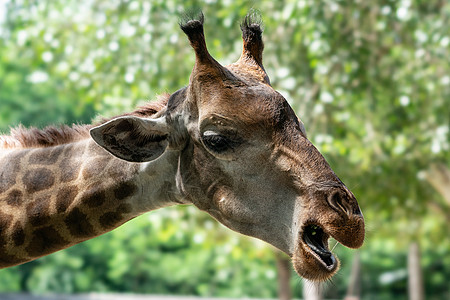 长颈鹿关于绿色自然背景的肖像生命皮肤眼睛动物园棕色哺乳动物毛皮大草原公园野生动物图片