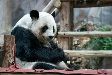 大熊猫在公园里吃竹子动物园栖息地毛皮哺乳动物衬套叶子食物树木环境牙齿图片